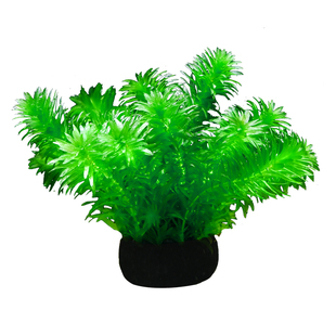 蜈蚣草大坨水草植物鱼缸造景中后景装饰淡水阴性净水增氧绿植坨草