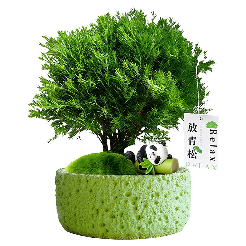雾凇放青松绿植盆栽办公室内放轻松摆件装饰工位桌面情绪植物礼物 - 白底图