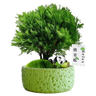雾凇放青松绿植盆栽办公室内放轻松摆件装饰工位桌面情绪植物礼物