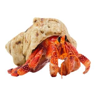 豆丁活体寄居蟹~新手饲养套餐套装饲养盒 陆生桌面萌宠儿童礼物