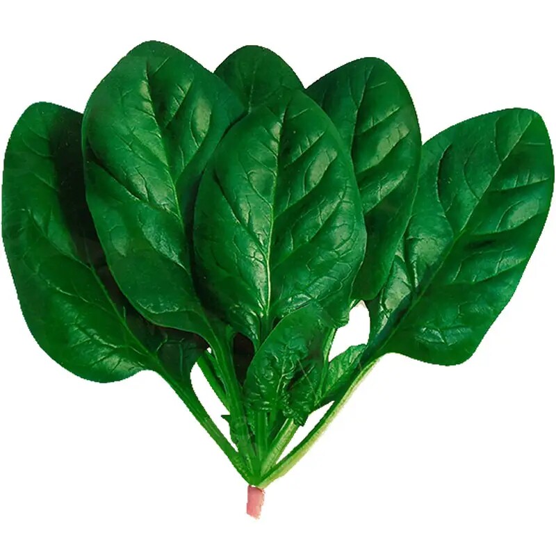 大叶菠菜种子四季易种原生态菠菜籽种子抗病耐热耐寒越冬蔬菜种子