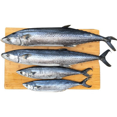 新鲜！整条！无冰衣！足称！顺丰