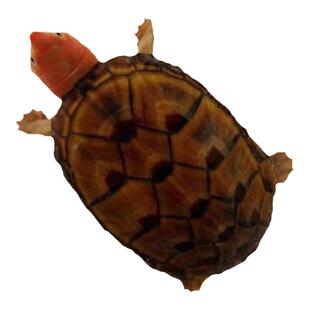 红面蛋龟进口龟苗乌龟鱼缸宠物观赏活体深水龟红面龟蛋发色粮招财