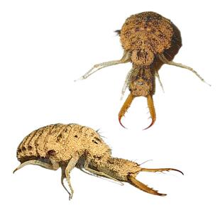 包活金沙牛蚁狮儿童昆虫宠物倒退虫沙婆婆地牛土牛奇异爬宠地牯牛