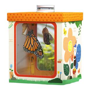 蝴蝶孵化观察盲盒 蝴蝶的蛹可孵化 破茧成蝶小学生科学实验观察