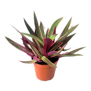 紫露兰盆栽吊兰花卉植物好养护室内办公阳台庭院四季常青耐晒好养