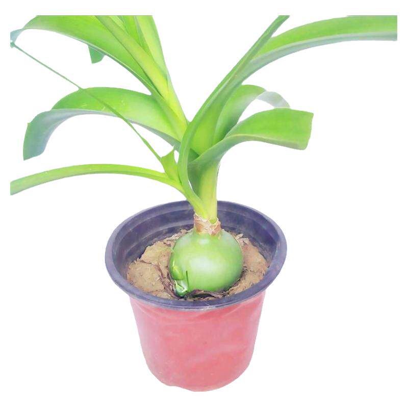 虎眼万年青盆栽海葱可食用药用