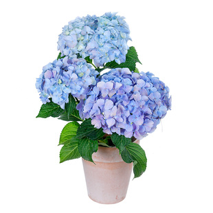 海蒂的花园绣球花苗盆栽无尽夏万华镜大花阳台花园庭院花卉植物