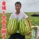 Double Red Jincheng № 5 80 г, бочка с крупными фруктами может достигать 40 кг