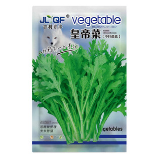 中叶茼蒿种子皇帝菜小叶茼蒿种籽春秋四季阳台抗寒热青菜蔬菜种孑