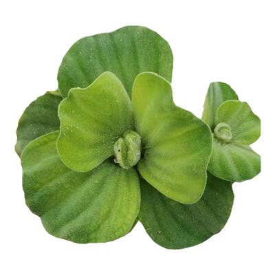 草场直发水芙蓉按斤售卖量大划算