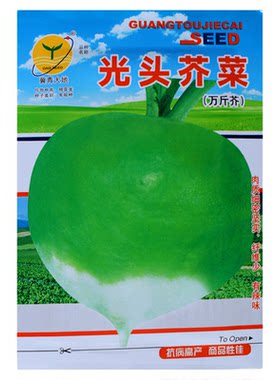 光头芥菜种子辣菜疙瘩高产万斤