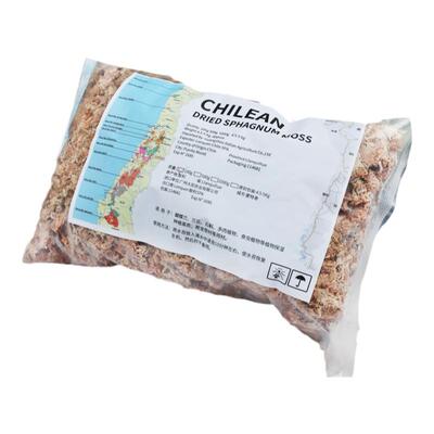 智利进口毛毛虫水苔七星级