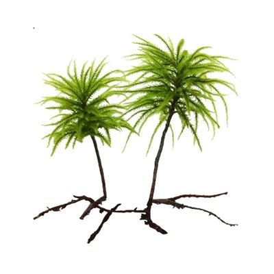 万年藓水草植物真草鱼缸造景水草