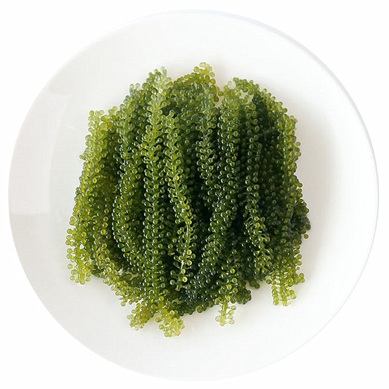 网红推荐海葡萄100g*5包新鲜即食海白菜盐渍蔬菜绿色鱼子酱长寿菜