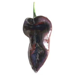 穆拉托岛辣椒种子微辣调味浓郁高产传家宝室内阳台春秋盆栽易种