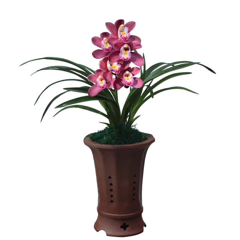 兰花大王兰花苗矮种金元宝金边鹤艺线艺帝王妃宝莲灯金凤凰金凤冠