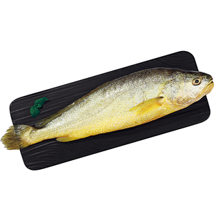 新鲜大陈岛大黄鱼东海深水散养冷冻野外生长品质2条共2.2-2.4斤