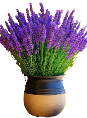 薰衣草花种子四季易活开花生长快