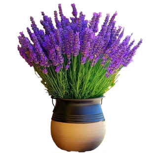 薰衣草花种子四季易活开花耐寒盆栽苗花籽室内外庭院驱蚊植物种孑