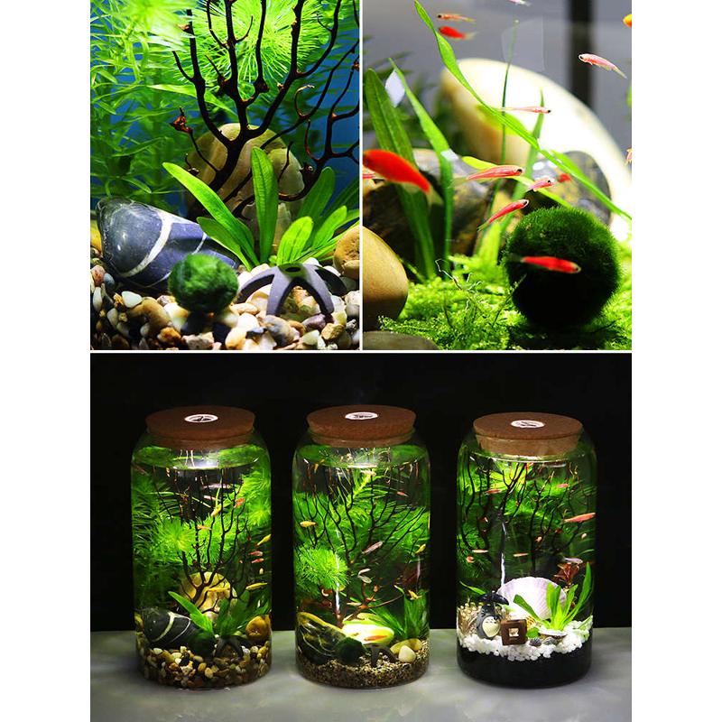 高脚杯生态瓶鱼免换水打理微景观科学用diy作业办公桌面造景鱼缸