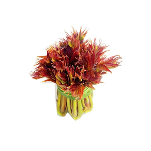 新鲜香椿芽2026头茬野生露天红油香椿头嫩芽现摘现发当季蔬菜