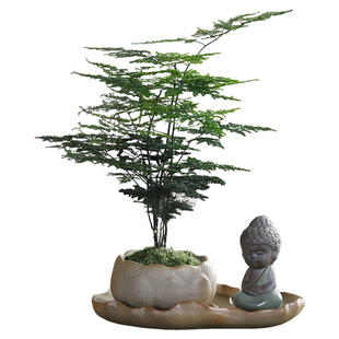 文竹盆栽室内好养活盆景中式禅意植物办公室桌面净化空气观叶绿植