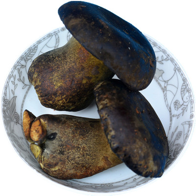 新鲜黑牛肝菌云南楚雄非野生蘑菇