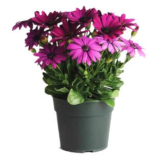 紫色南非万寿菊种子一年四季都开花耐寒盆栽花卉适合院子里种的花