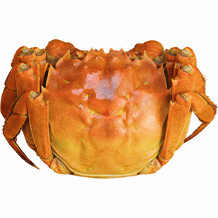 【余记17年老店】大闸蟹鲜活螃蟹公母湖蟹河蟹大蟹4.0两母礼盒