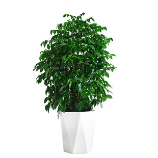 金叶子丛生绿宝大型盆栽办公室内客厅常绿植物净化空气幸福平安树