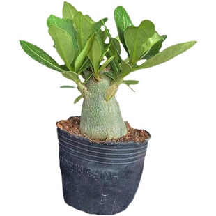 普西利菊菊科无刺仙人柱菊开花漂亮仙人球多肉植物室内阳台盆栽