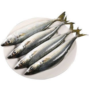 鲐鲅鱼新鲜鲜活鲅鱼新鲜冷冻青占鱼整条鲐鱼深海捕捞燕青鱼鲭鱼