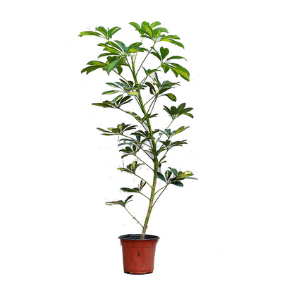 绿植台湾大叶伞家居吸甲醛鸭脚木