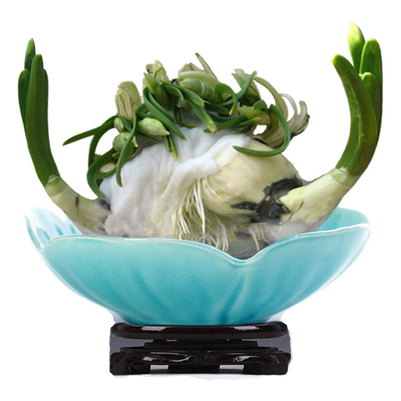 漳州水仙花种球单瓣品种金盏银台冬季水培花卉植物春节花期
