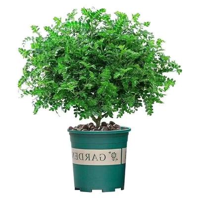 爆盆清香木胡椒木蛋糕西餐饮品烘培甜品装饰点缀新鲜好养植物叶子