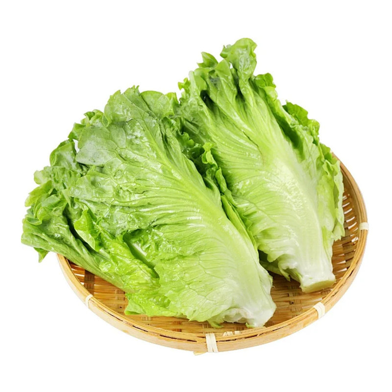 四季可种耐寒生菜苗带土带根