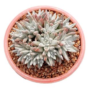 【一物一拍】白菊 群生仙女杯多肉植物新手办公室阳台小盆栽绿植