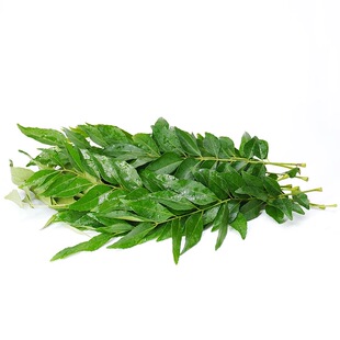 新鲜咖喱叶泰国餐厅香料菜九里香调味调料菜咖喱原料香叶炒饭提香