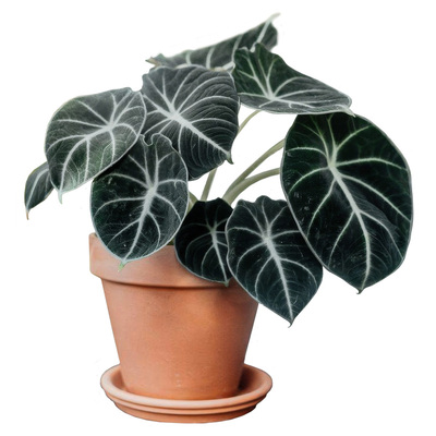 忍者海芋黑天鹅绒丝绒质感盆栽网红绿植物室内阳台观叶好养植迷者