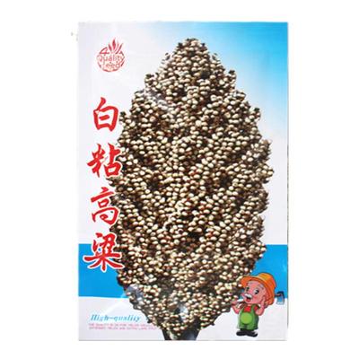 春夏高粱白粘高产可食用