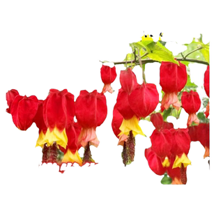 灯笼花盆栽树苗爬藤植物室内外阳台倒挂金钟攀援花卉树苗好养易活