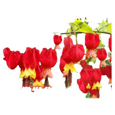 灯笼花盆栽懒人好养爬藤植物