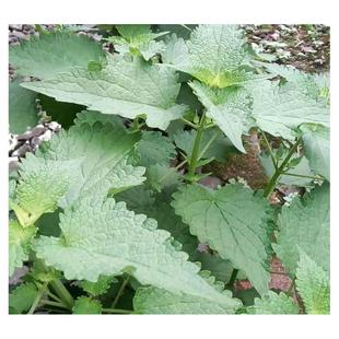 食用藿香种子盆栽老根土藿香苗广藿香树苗老桩薄荷苗五香叶荷香苗