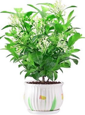 夜来香花苗浓香花卉净化驱蚊植物