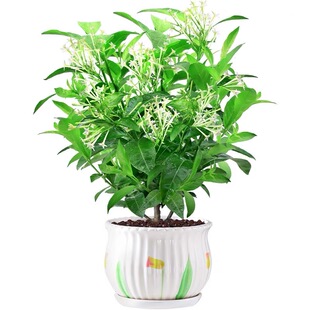 夜来香花苗盆栽驱蚊植物阳台盆栽浓香花卉植物室内外四季常绿好养