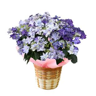 海蒂的花园大花绣球花苗依纯千织阳台庭院好养木本绣球花卉盆栽