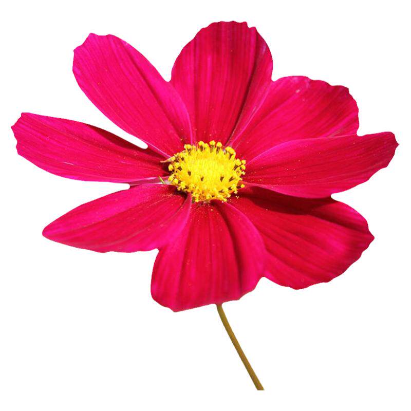 格桑花种子籽红色粉混大波