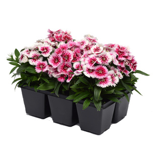 日本泷井 SAKATA进口 石竹繁星花卉种苗 多年生花苗 花坛盆栽庭院