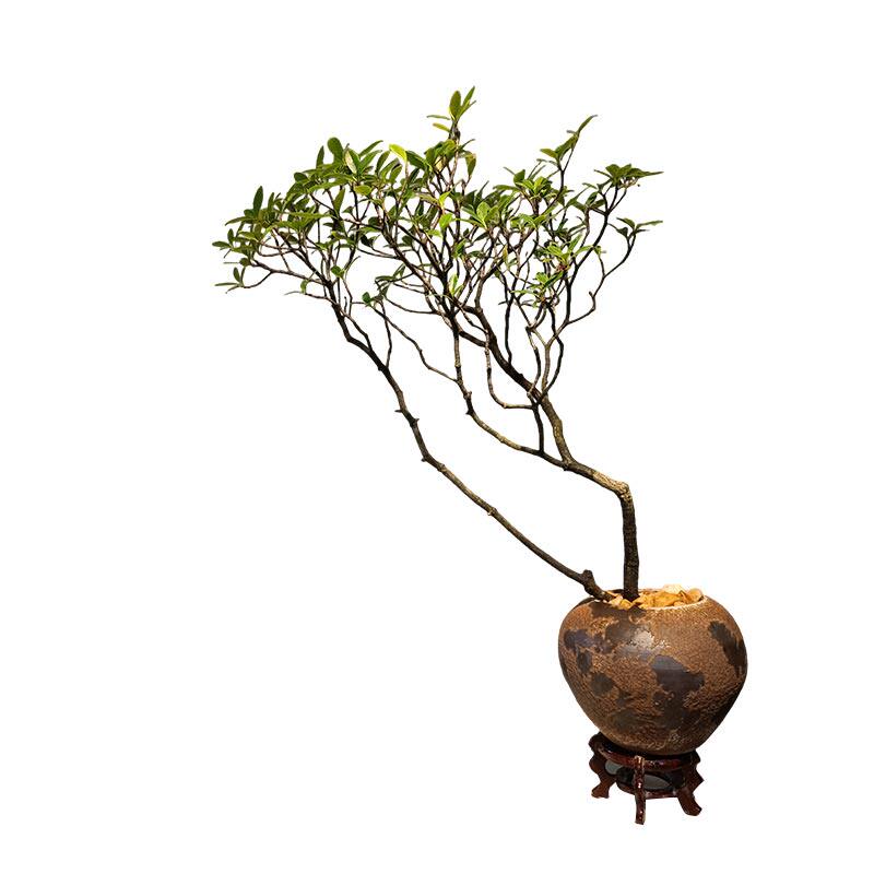 海岛春花树盆景造型盆栽办公室真绿植阳台室内好养活庭院装饰植物